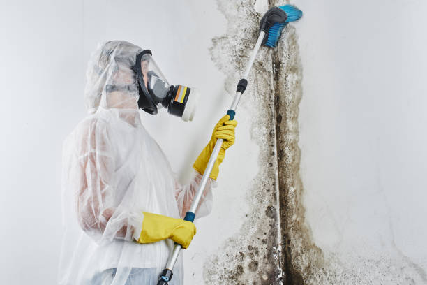 Coldwater, MI Mold Remediation Company